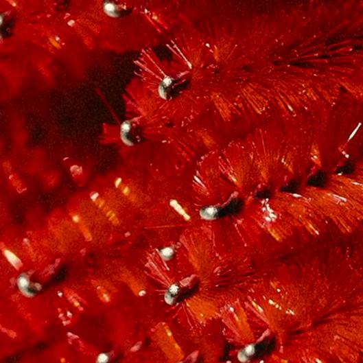 EYEBROWS WAX PASS (6 services)